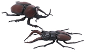 自由研究25 いきもの編 クワガタムシvsカブトムシ 対決セット