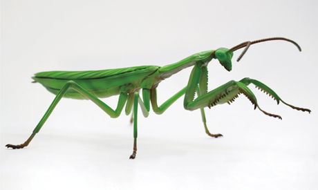 自由研究23 いきもの編 オオカマキリ