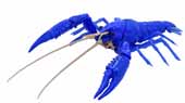 自由研究24EX-1 いきもの編 アメリカザリガニ(ブルー)