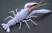自由研究24EX-2 いきもの編 アメリカザリガニ(ホワイト)