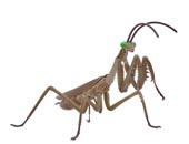 自由研究23EX-1 いきもの編 オオカマキリ(茶色)