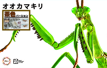 希少昆虫1975/1976年標本 カメレオンバッタ オオムラサキ