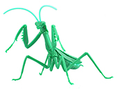 自由研究23EX-3 いきもの編 オオカマキリ(メタリックグリーン)