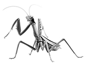 自由研究23EX-4 いきもの編 オオカマキリ特別仕様(メタリックシルバー)