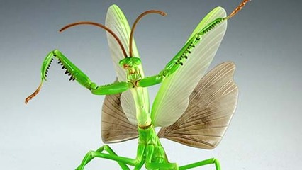 自由研究23 いきもの編 オオカマキリ｜自由研究シリーズの通販